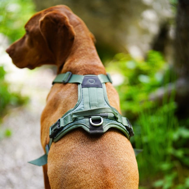 harnas met handvat vizsla