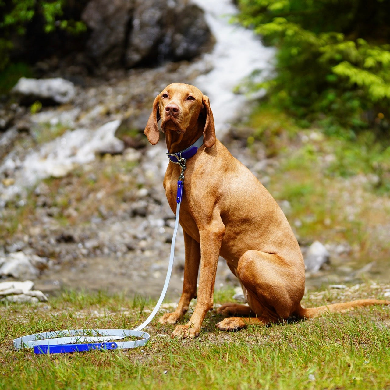 vizsla hondenhalsband hondenriem