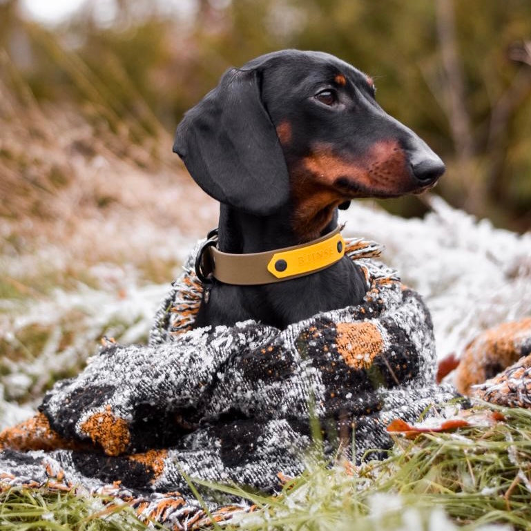 Teckel draagt BioThane hondenhalsband met naamplaat in olijgrgroen met geel