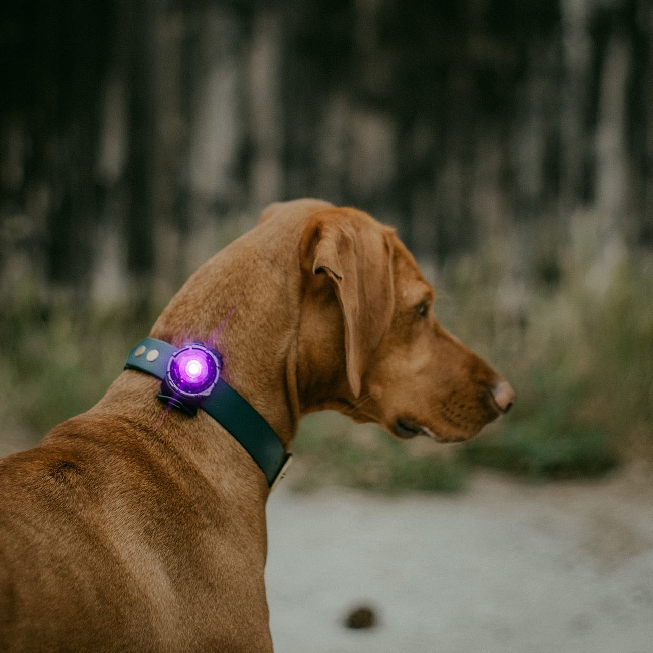 vizsla draagt orbiloc safety light in de kleur paars