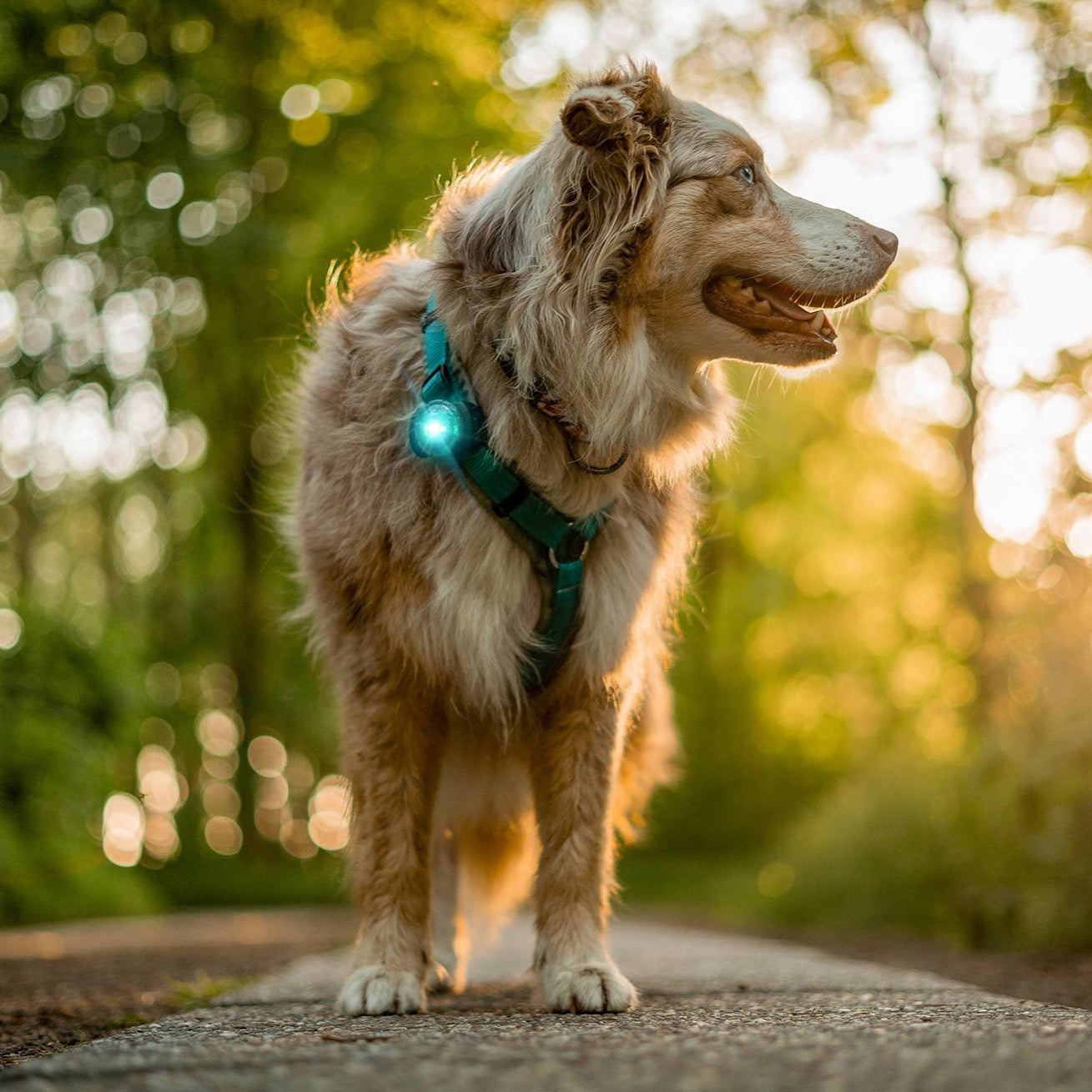 australian shepard draagt orbiloc safety light in de kleur turqiouse