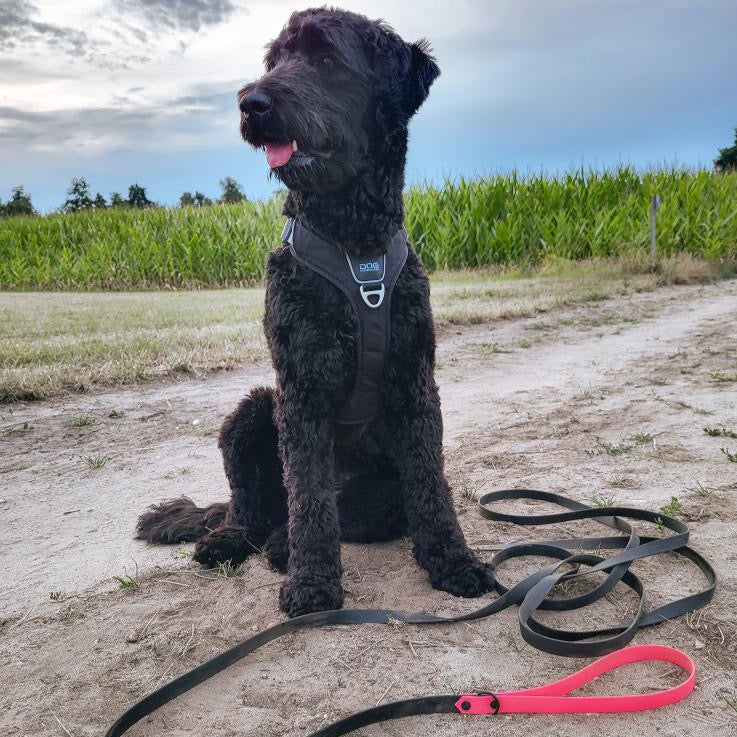 Labradoodle met lange hondenlijn vanaf 5 meter BioThane