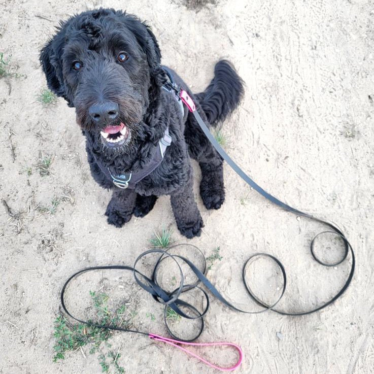 Labradoodle met lange hondenlijn vanaf 5 meter BioThane
