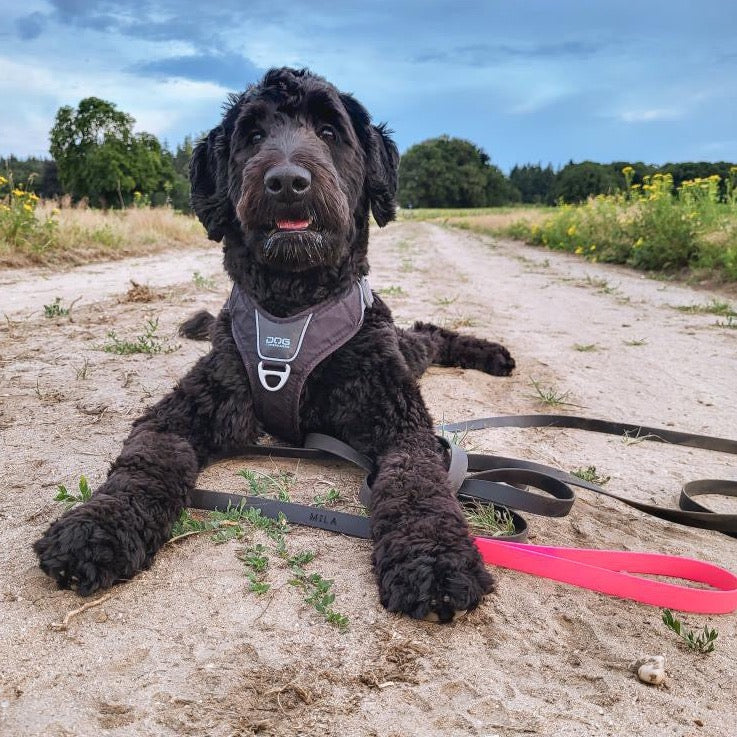 Labradoodle met lange hondenlijn vanaf 5 meter BioThane